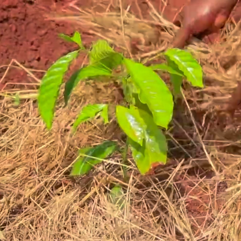 Una planta de café rodeada de paja (acolchado)